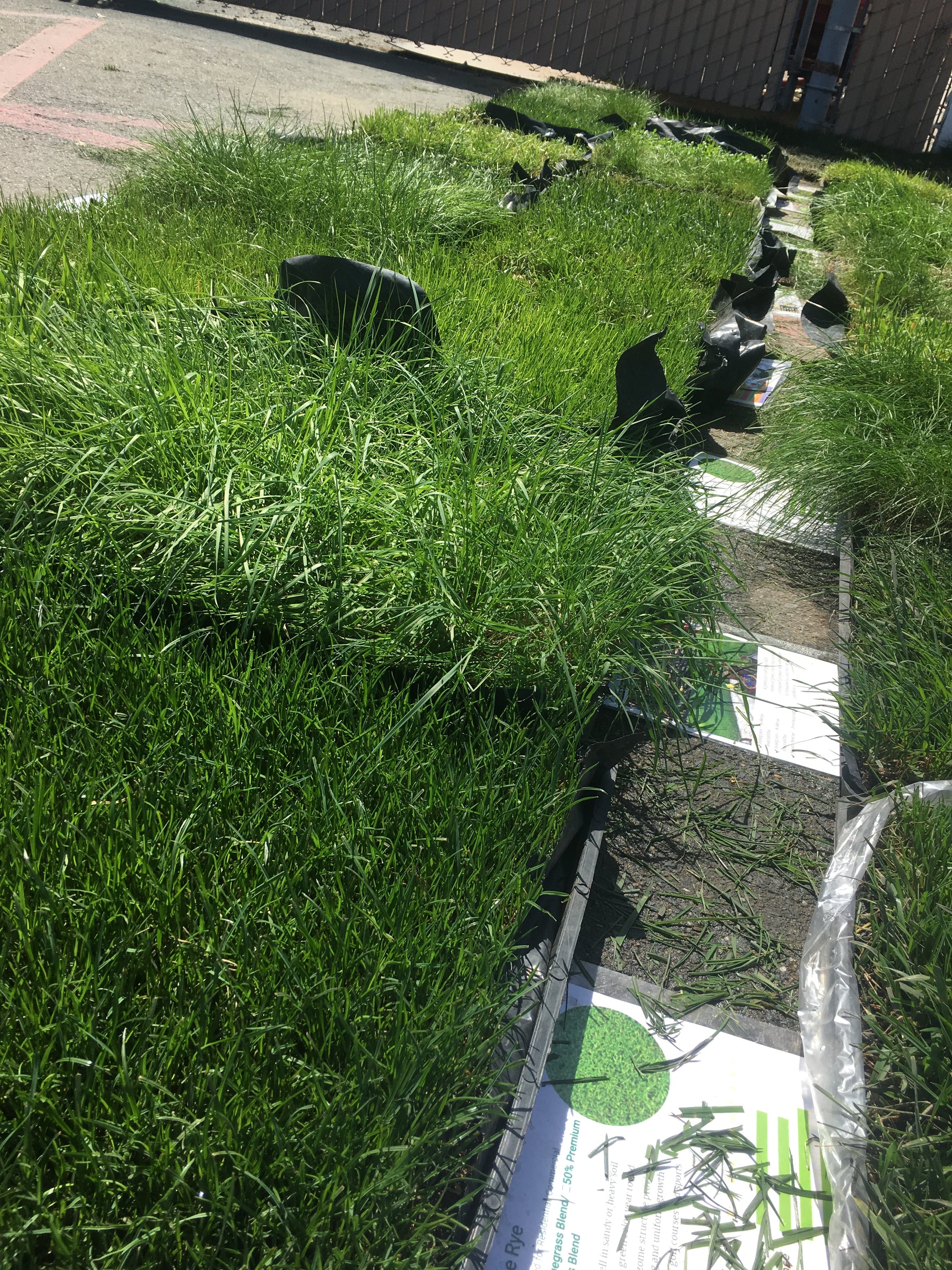 Delta Blue Rye 50 50 Grass Bluegrass Ryegrass Sod