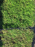 kurapia plugs
