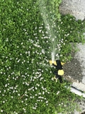 Kurapia ground cover