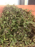 Kurapia Ground Cover