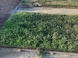 Kurapia testing