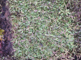 Kurapia Ground Cover