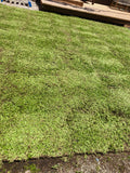 Kurapia turf pricing