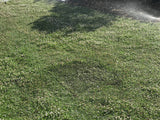 kurapia grass for sale near me