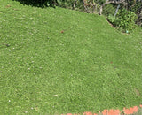 Kurapia grass Los Angeles California