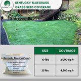 kentucky bluegrass grass seed