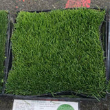 kentucky bluegrass sod and seed delivery