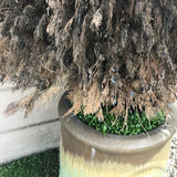 kurapia grass delivery