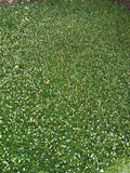 kurapia grass