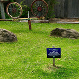 kurapia grass lawn