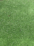 kurapia grass picture