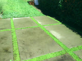 kurapia grass price