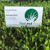 kurapia grass sale