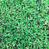 kurapia grass