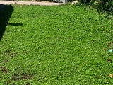 Kurapia Sod