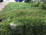 kurapia sod erosion control