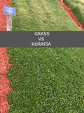 kurapia sod vs grass
