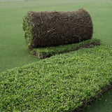 kurapia sod
