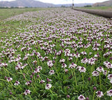 kurapia turf