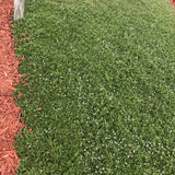 kurapia grass