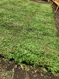 Kurapia grass for sale