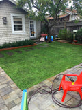 kurapia grass Sacramento