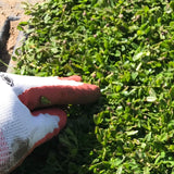 kurapia grass