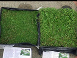 kurapia ground cover