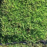 kurapia grass ratings