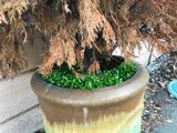 drought tolerant ground cover frog fruit