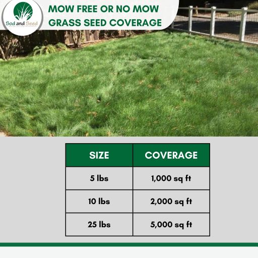No Mow Grass Seed