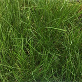 West Coaster Mow Free or No Mow Sod