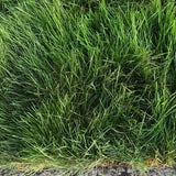 West Coaster Mow Free or No Mow Sod