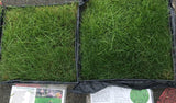 Mow Free / No Mow Grass