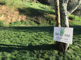 Mow Free / No Mow Grass