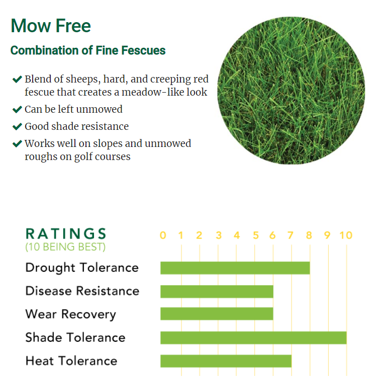 No mow grass 2025 seed