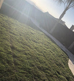 Mow Free / No Mow Grass