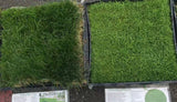 native fine fescue mow free sod on left