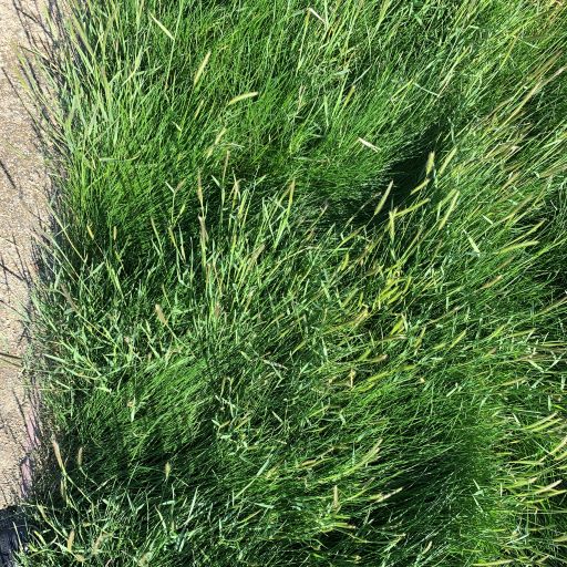 planting grass seed in california California Native Biofiltration Grass Seed – Sod and Seed, Inc