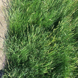 native biofiltration grass seed