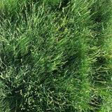 native plant sample