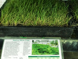 native no mow grass