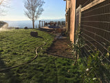 fine fesccue sod no mow