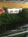 no mow creeping fescue sod