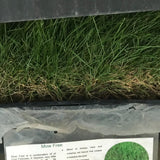 no mow fine fescue sod