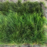 no mow sod delivery for California