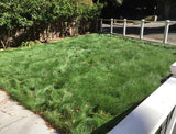 no mow sod near me