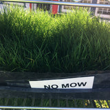 no mow sod or mow free sod for sale