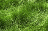 Mow Free / No Mow Grass