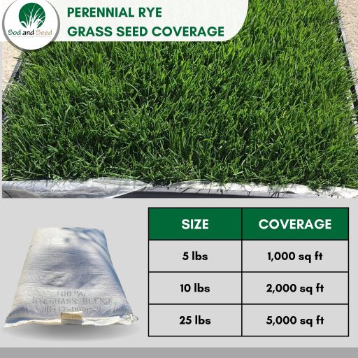 planting rye grass seed Perennial Rye Grass Seed